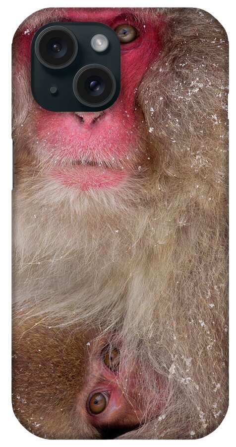 Vertebrate iPhone Case featuring the photograph Japanese Macaques, Japanese Alps #2 by Mint Images/ Art Wolfe