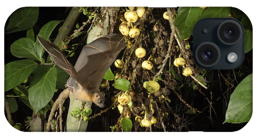 Animal iPhone Case featuring the photograph Lesser Short-nosed Fruit Bat, Malaysia #2 by W.k. Fletcher