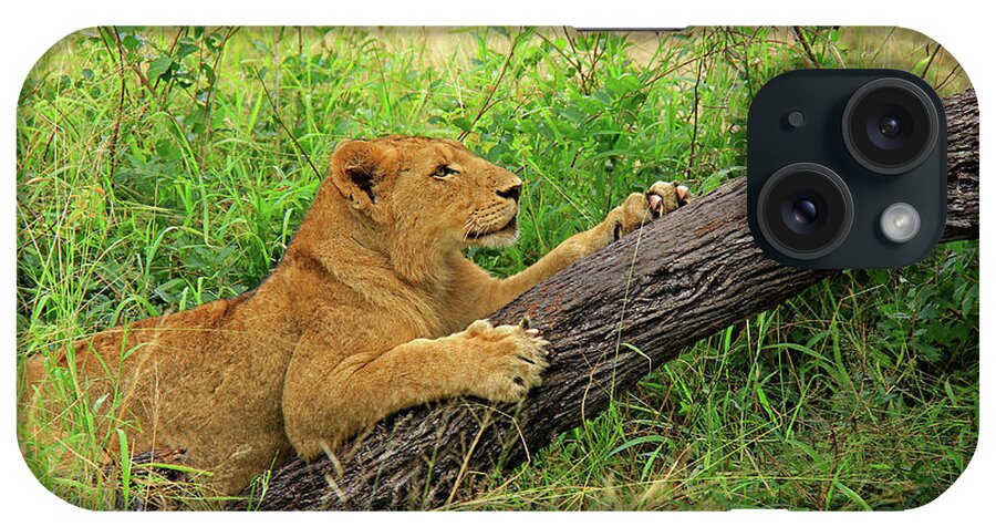 Lion iPhone Case featuring the photograph Lioness #1 by Richard Krebs