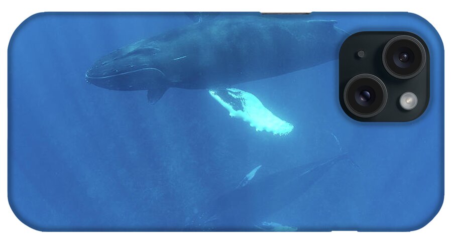 Atlantic Ocean iPhone Case featuring the photograph Mother, Calf, And Escort Humpback #2 by Ethan Daniels