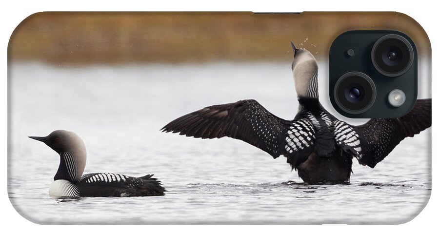 Alaska iPhone Case featuring the photograph Pacific Loon Pair #2 by Ken Archer