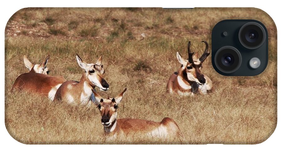 Pronghorn Antelope At Custer State Park iPhone Case featuring the photograph Pronghorn Antelope at Custer State Park #2 by Susan Jensen