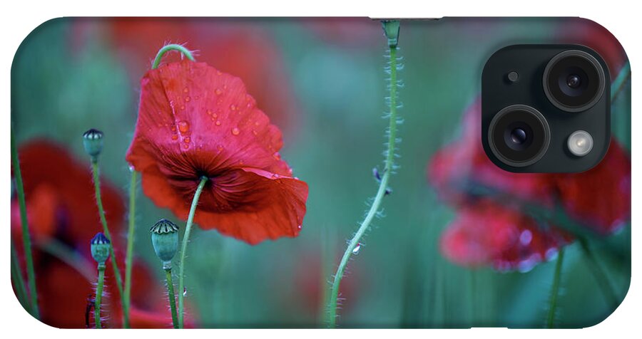 Poppy iPhone Case featuring the photograph Red Corn Poppy Flowers #2 by Nailia Schwarz