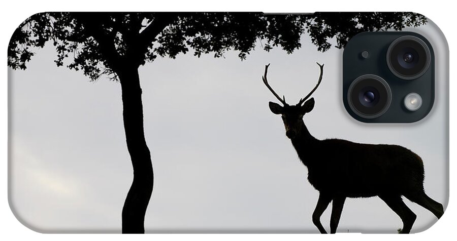 Plant iPhone Case featuring the photograph Red Deer Stag And A Holm Oak Tree Silhouetted Parque #2 by Staffan Widstrand / Naturepl.com