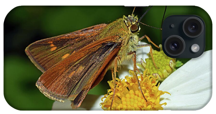Photograph iPhone Case featuring the photograph Skipper Butterfly #2 by Larah McElroy