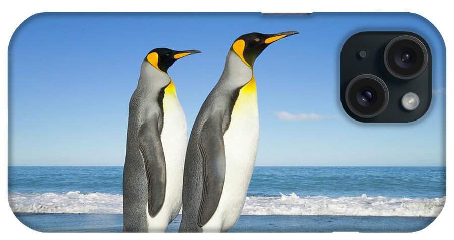 Gold Harbor iPhone Case featuring the photograph Two King Penguins Aptenodytes #2 by Eastcott Momatiuk