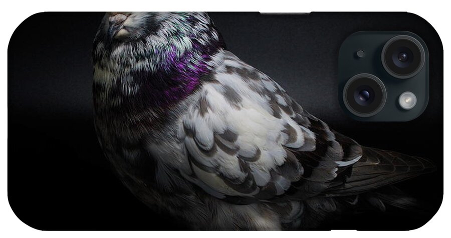 Pigeon iPhone Case featuring the photograph West of England Tumbler #2 by Nathan Abbott