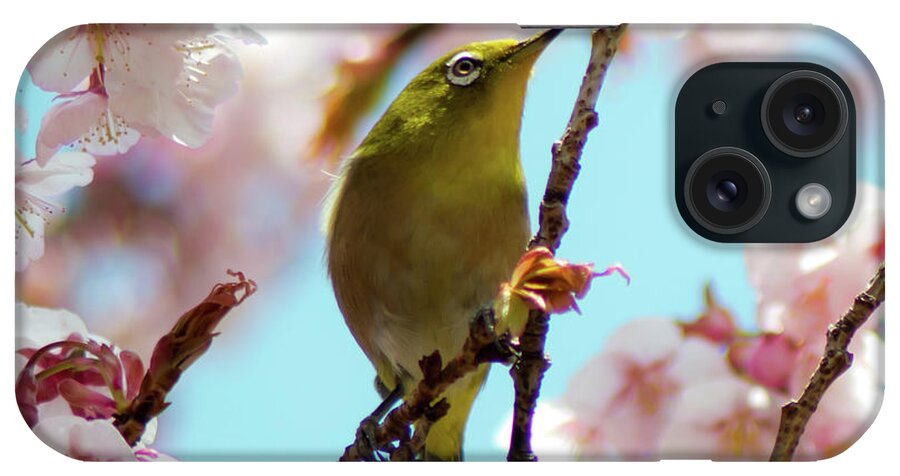 Songbird iPhone Case featuring the photograph White-eye And Cherry Blossoms #2 by I Love Photo And Apple.