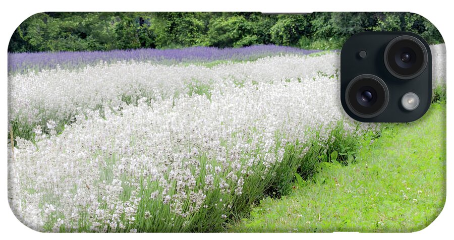 Lavandula iPhone Case featuring the photograph White Lavender #3 by Nick Mares