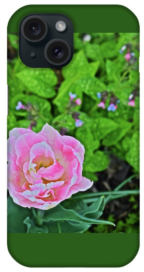 Garden iPhone Case featuring the photograph 2019 Vernon Pink Tulip 1 #2019 by Janis Senungetuk