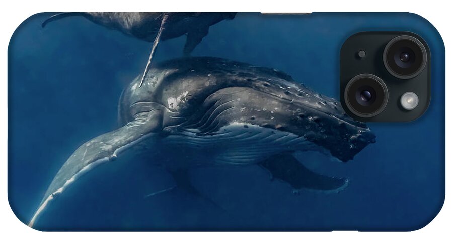 Tonga iPhone Case featuring the photograph Humpback Whale Megaptera Novaeangliae #25 by Bruce Shafer
