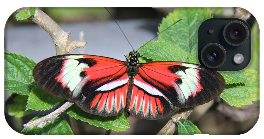Butterfly iPhone Case featuring the photograph Butterfly #4 by Richard Krebs