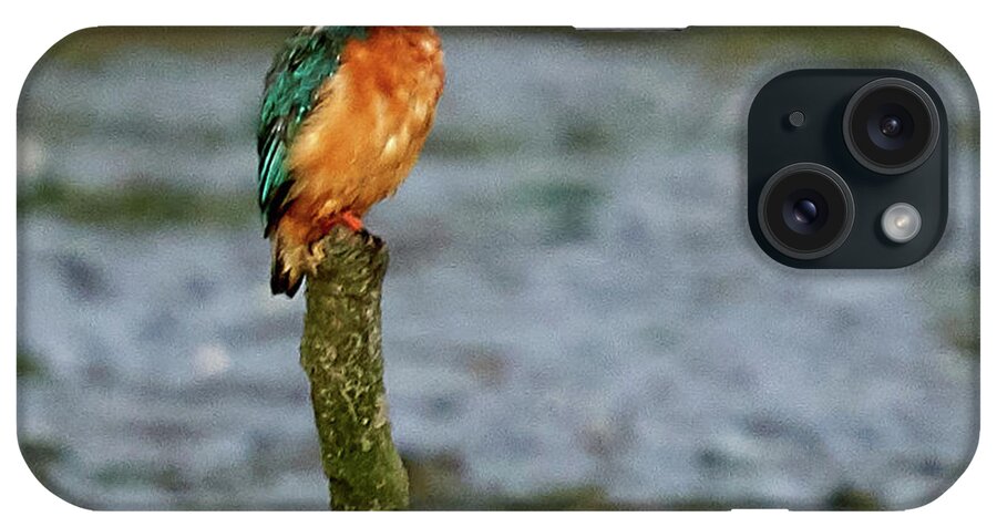 Blue iPhone Case featuring the photograph Common Kingfisher Alcedo Atthis O Seixo #3 by Pablo Avanzini