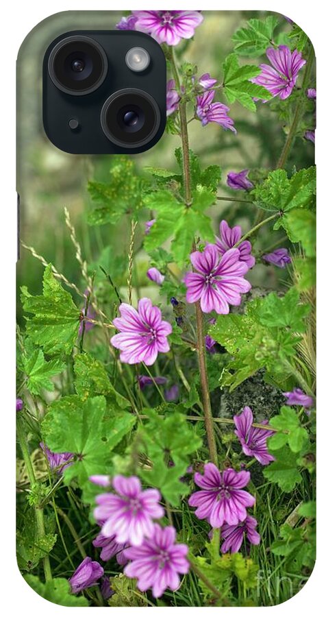 Common Mallow iPhone Case featuring the photograph Common Mallow (malva Sylvestris) #3 by Dr Keith Wheeler/science Photo Library
