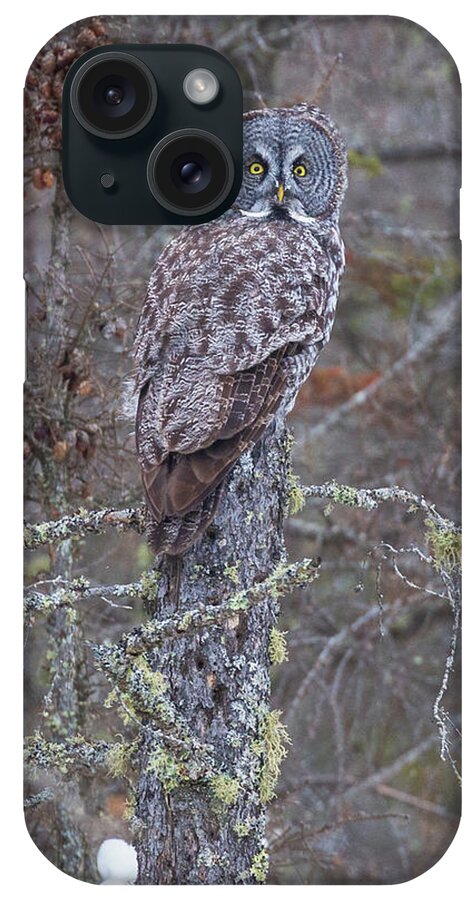 Sax Zim Bog iPhone Case featuring the photograph Great Gray Owl Sax Zim Bog #3 by Paul Schultz