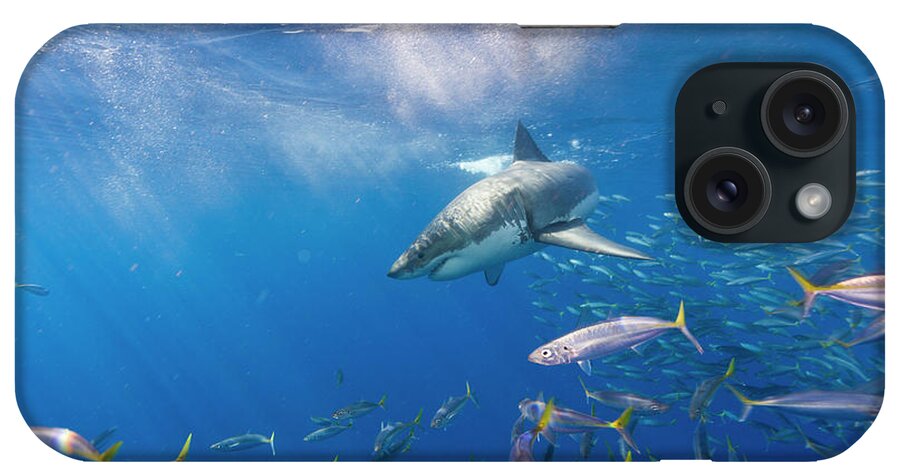 Baja iPhone Case featuring the photograph Great White Shark, Large 5 Meter #4 by Stuart Westmorland