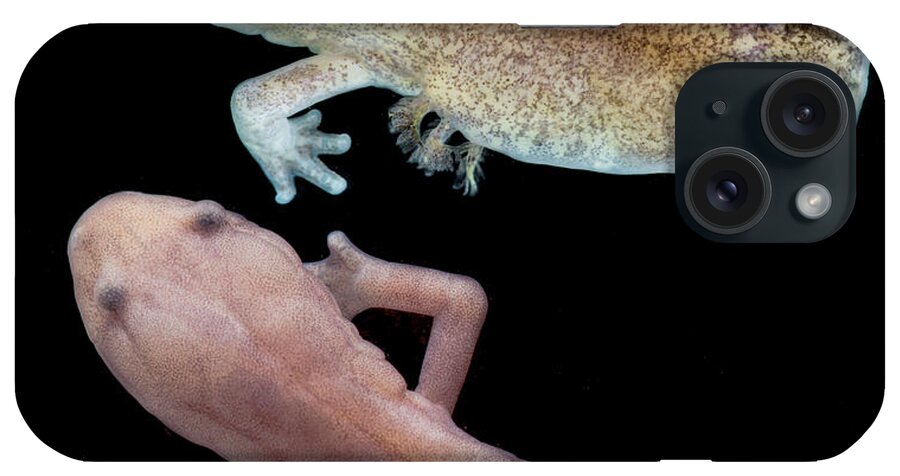Adult iPhone Case featuring the photograph Grotto Salamander, Eurycea Spelaea #4 by Dante Fenolio