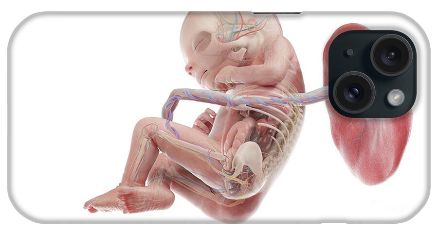 3d iPhone Case featuring the photograph Human Foetus Anatomy At Week 18 #4 by Sebastian Kaulitzki/science Photo Library