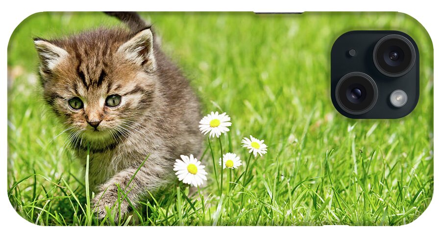 Kitten iPhone Case featuring the photograph Kitten In The Garden #4 by Vaclav Mach