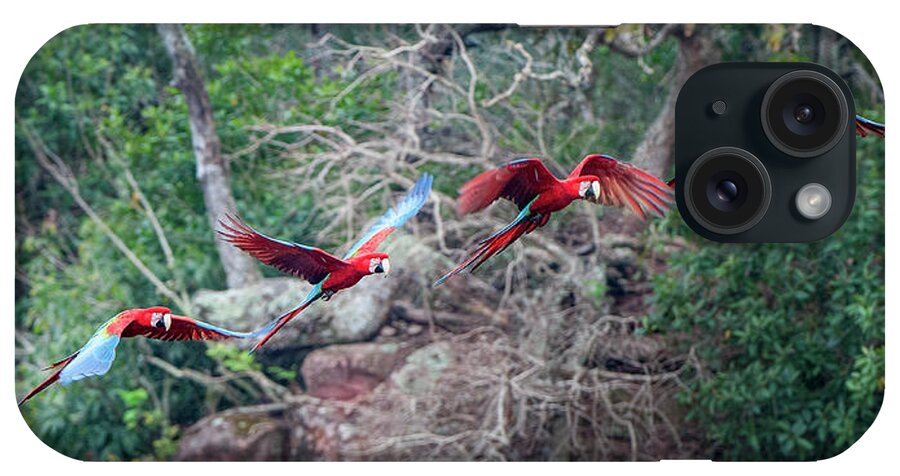 Ara iPhone Case featuring the photograph Red-and-green Macaws Or Green-winged #4 by Nick Garbutt