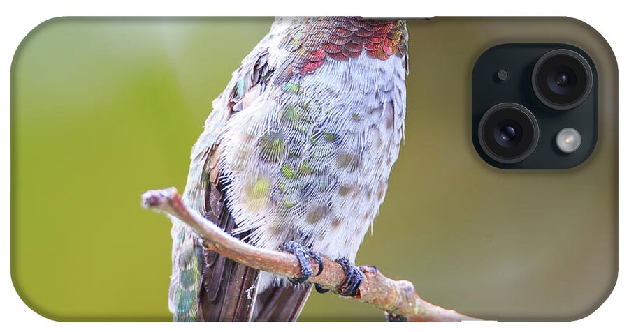 Animal iPhone Case featuring the photograph Male Anna's Hummingbird #5 by Briand Sanderson