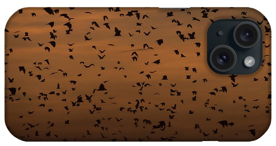 Aggregation iPhone Case featuring the photograph Straw-coloured Fruit Bats (eidolon #5 by Nick Garbutt