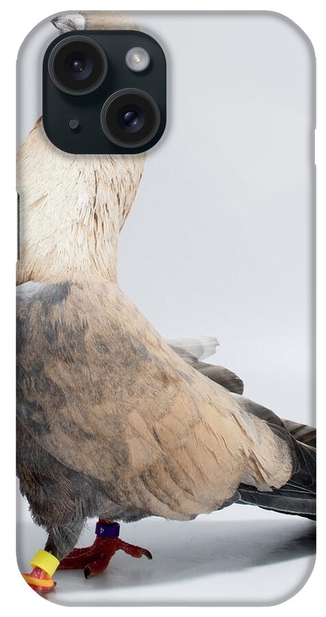 Bird iPhone Case featuring the photograph Egyptian Swift Gkwgangy by Nathan Abbott