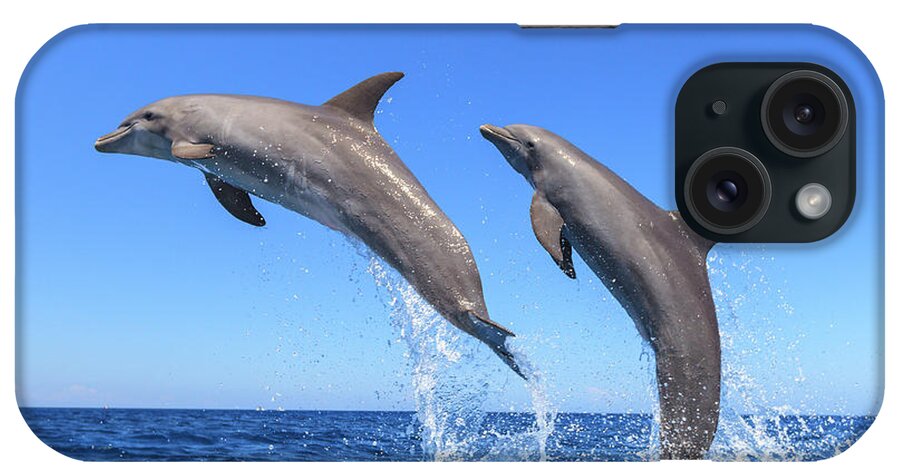 Bay Islands iPhone Case featuring the photograph Bottlenose Dolphins, Caribbean Sea #50 by Stuart Westmorland
