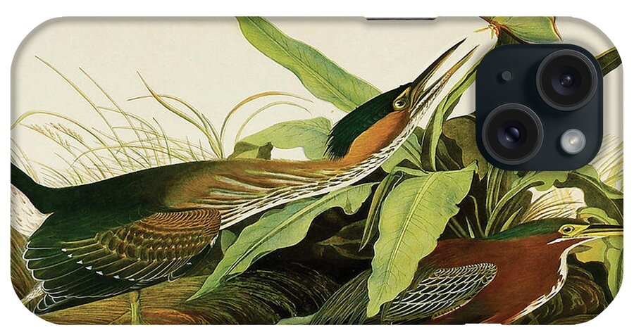 Birds iPhone Case featuring the painting Green Heron #6 by John James Audubon