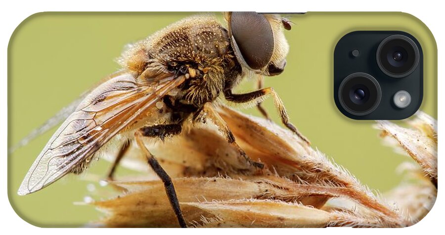 Arthropod iPhone Case featuring the photograph Hoverfly #6 by Heath Mcdonald/science Photo Library