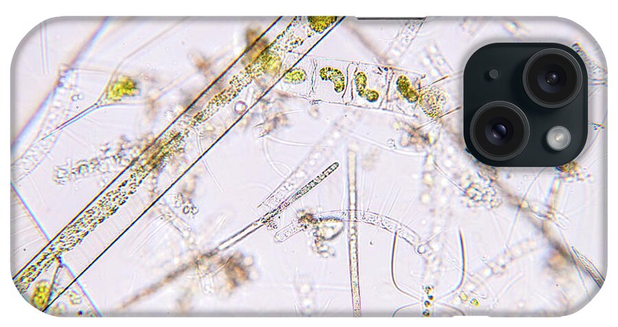 Water iPhone Case featuring the photograph Marine Plankton #6 by Choksawatdikorn / Science Photo Library