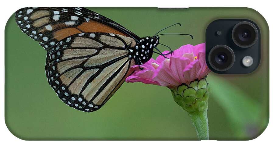 Monarch On Zinnia iPhone Case featuring the photograph Monarch on Zinnia #6 by Diane Giurco