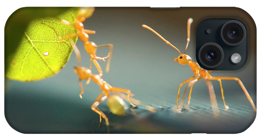Ants iPhone Case featuring the photograph 748-9 by Robert Harding Picture Library