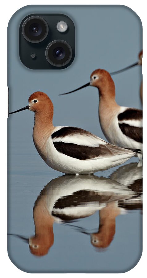 Three American Avocet (recurvirostra Americana) iPhone Case featuring the photograph 764-3592 by Robert Harding Picture Library