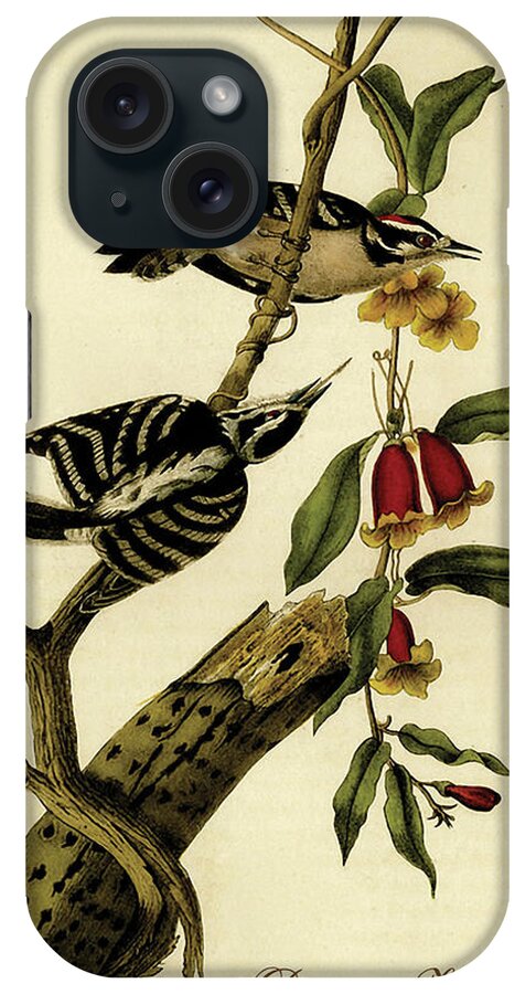 Birds iPhone Case featuring the painting Downy Woodpecker #8 by John James Audubon