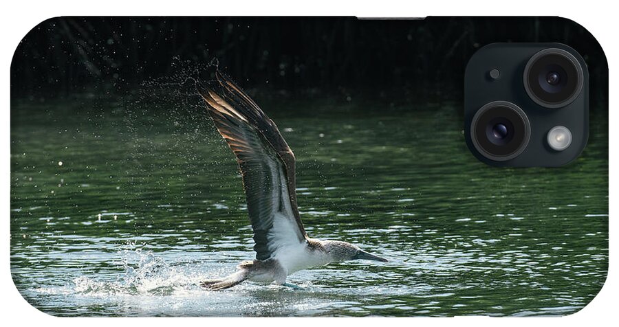Ecuador iPhone Case featuring the photograph A Blue-footed Booby Takes Off In Flight From The Water Of Mangroves by Cavan Images