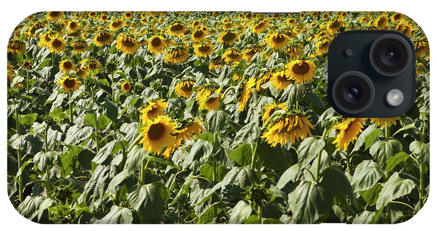 Scenics iPhone Case featuring the photograph A Field Of Cultivated Sunflowers by Sean Russell