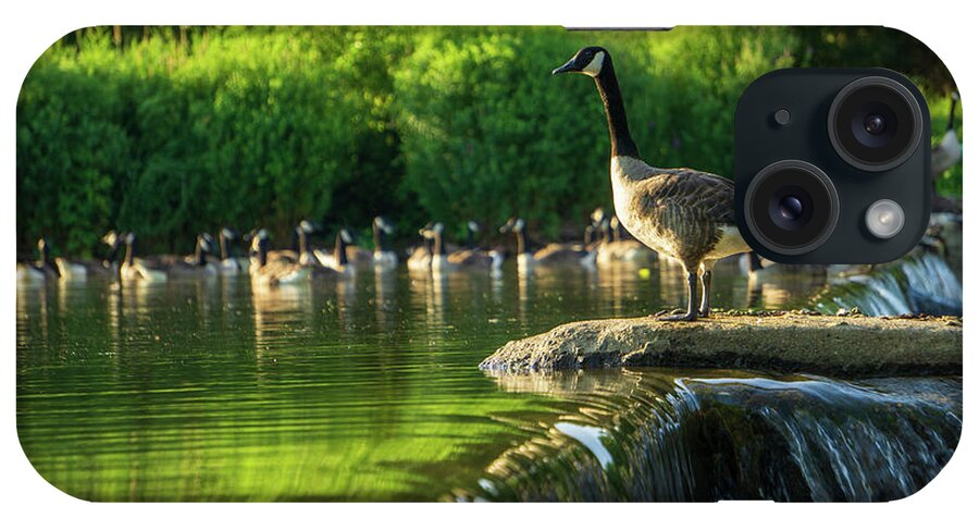 Duck iPhone Case featuring the photograph A Gaggle of Geese by Jason Fink