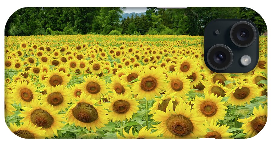 Sunflower iPhone Case featuring the photograph a golden field of sunflowers in Vermont by Ann Moore