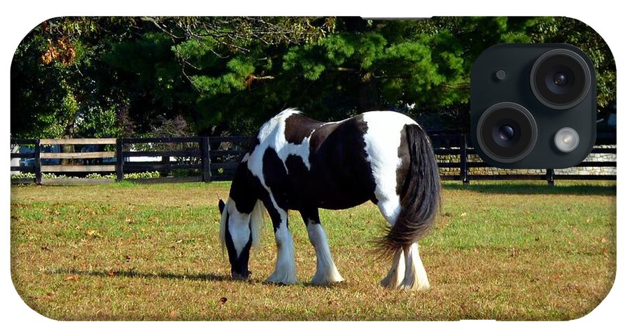 Gypsy Vanner Horse iPhone Case featuring the photograph A Grazing Gypsy by Mike McBrayer