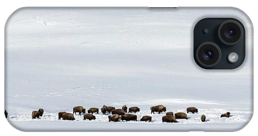 Bison iPhone Case featuring the photograph A Herd Of American Bison (bison Bison) by Nick Garbutt