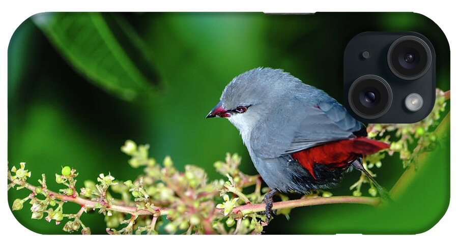 Hawaii iPhone Case featuring the photograph A Lavender Waxbill by John Bauer