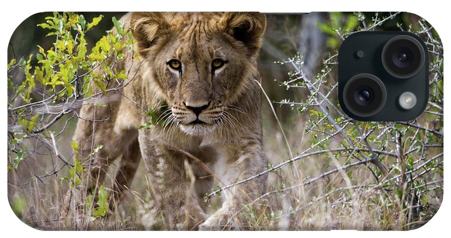 Africa iPhone Case featuring the photograph A Lion (panthera Leo) Pride Found This by Roger De La Harpe
