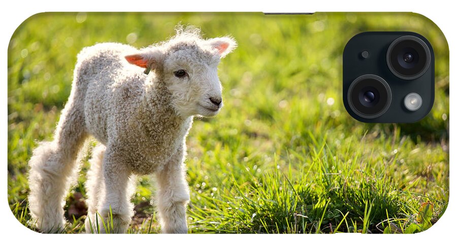 Lamb iPhone Case featuring the photograph A Little Leicester Longwool Lamb by Rachel Morrison