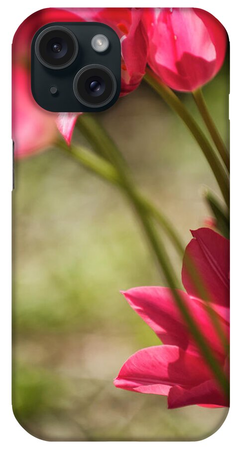 Rockville iPhone Case featuring the photograph A Short Pink Tulip Growing Among Taller by Maria Mosolova