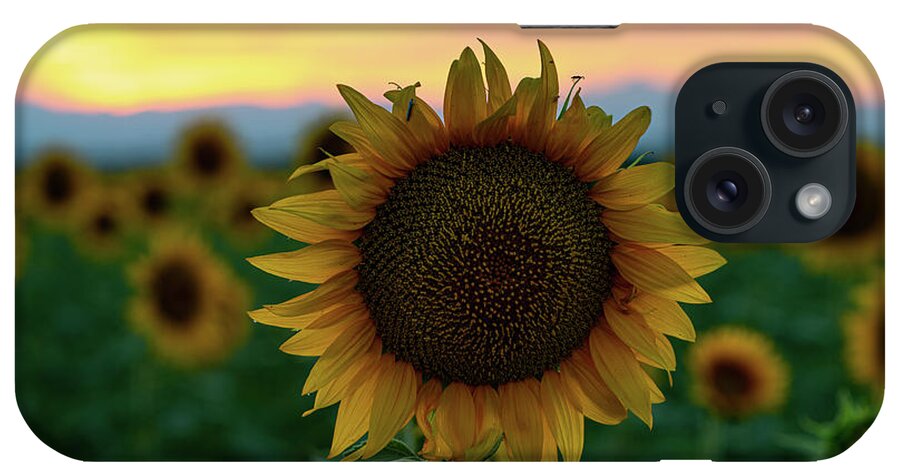 Colorado iPhone Case featuring the photograph A sunflower closeup in a field at dusk by Phillip Rubino