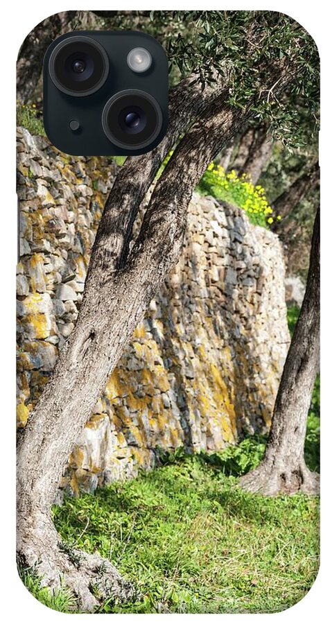 Ip_11157688 iPhone Case featuring the photograph A Supporting Dry-stone Wall In An Olive Grove by Imagerie