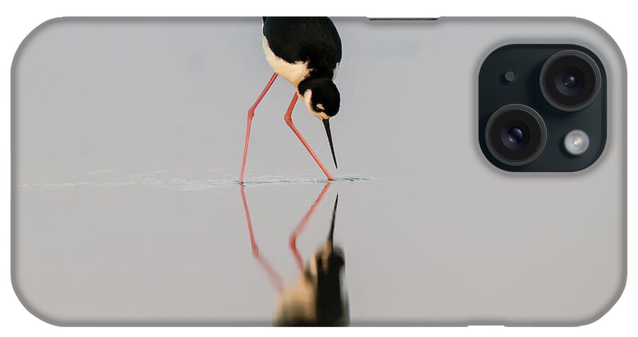 Adam Jones iPhone Case featuring the photograph Adam Jones,bird,black,black-necked by Adam Jones