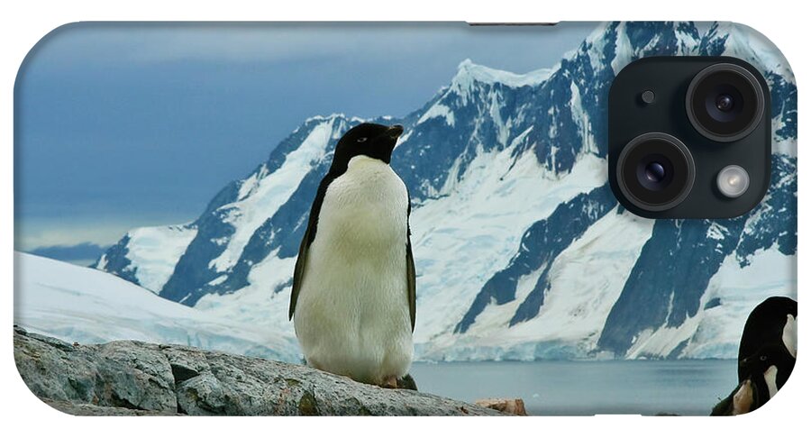 Adelie Penguin Peterman Island Antartica iPhone Case featuring the photograph Adelie penguin on Peterman Island Antartica by Greg Smith