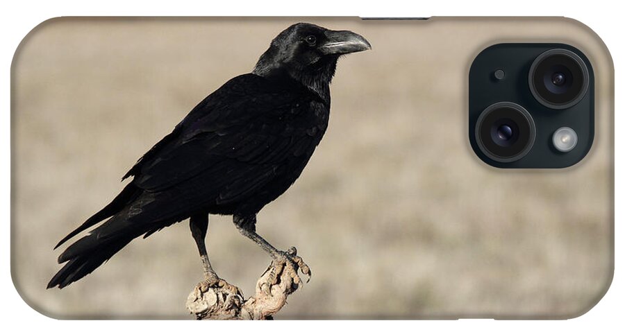 Common Raven iPhone Case featuring the photograph Adult Male Of Common Raven, Corvus Corax by Cavan Images